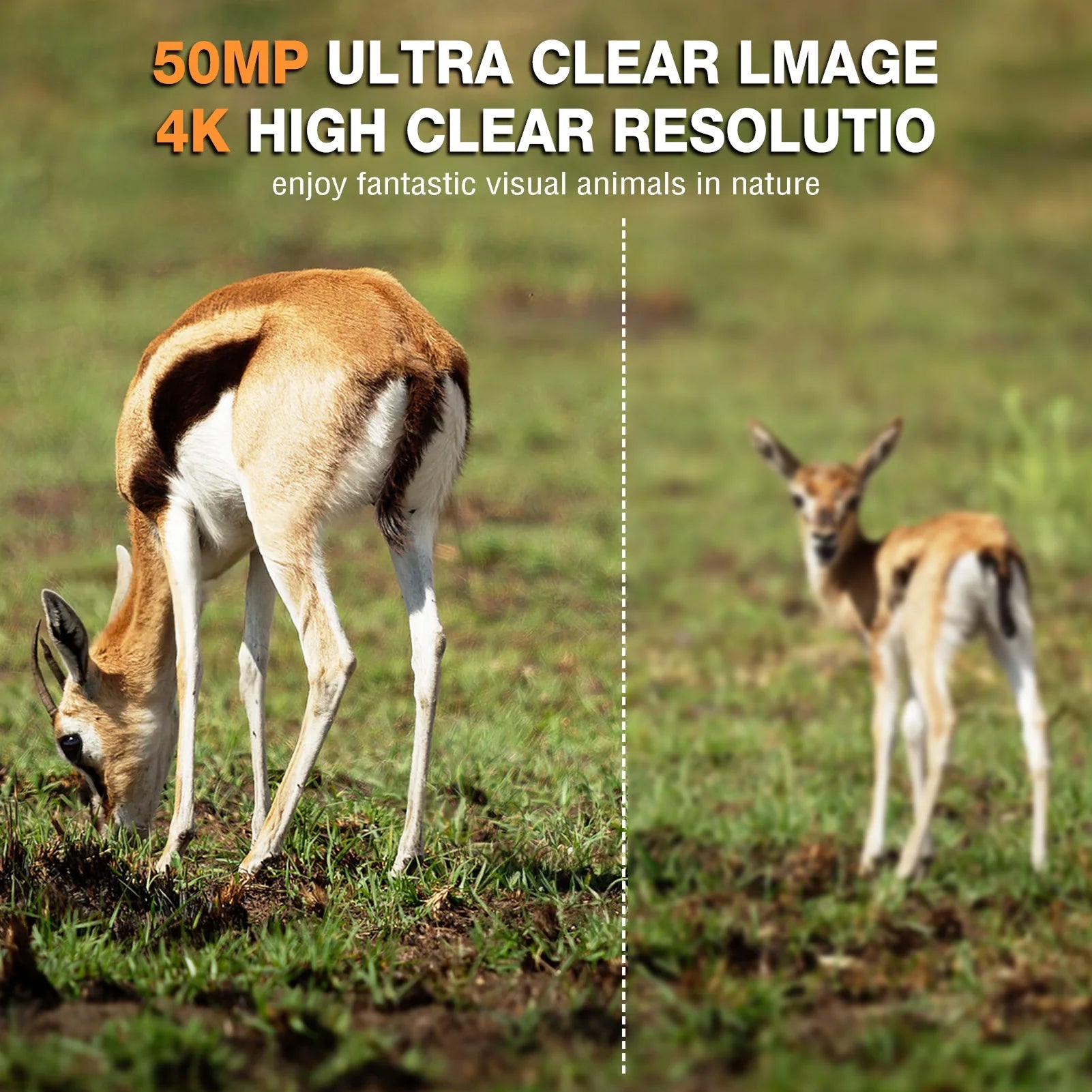 Wildsnap v3
